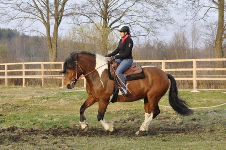 Dobór siodła dla koni zimnokrwistych