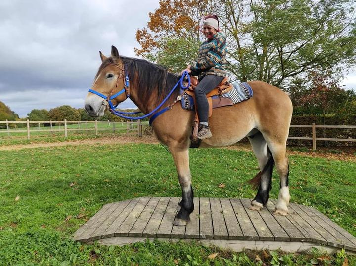 Rodzaje siodeł dla koni zimnokrwistych