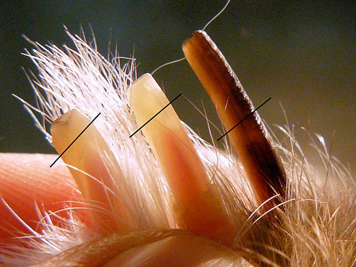 Jak i dlaczego warto dbać o paznokcie królików?