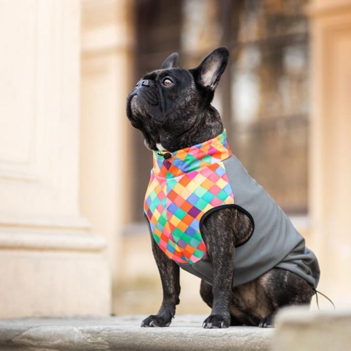Jak stworzyć idealne ubranko dla buldoga francuskiego w kilku prostych krokach