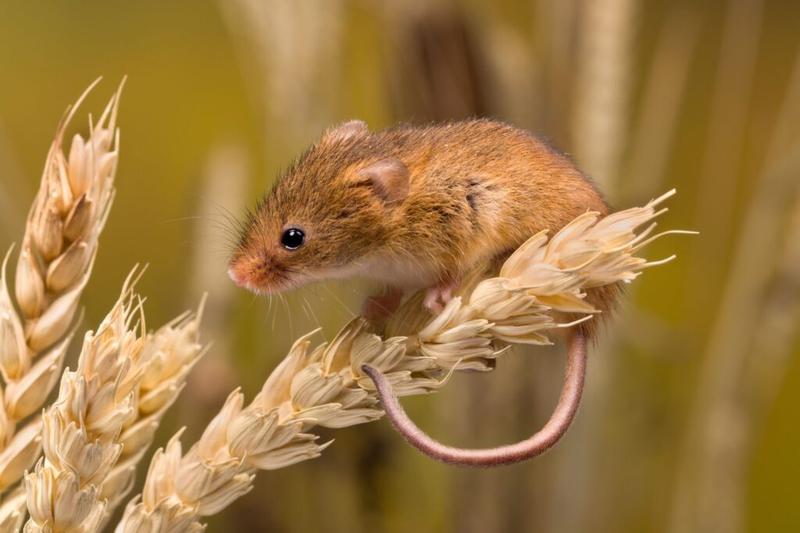 Strój myszki polnej DIY